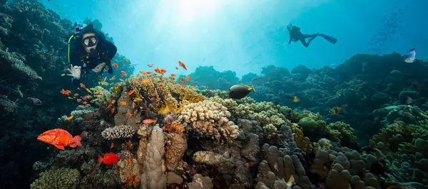 Derin Denizde Güneş Işıklarıyla Yüzen Dalgıç ve Renkli Balıklarla Güzel Mercan Resifi