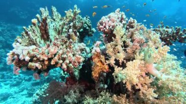 Su altı manzarası, mercan resifi. Kızıldeniz 'deki mavi suyun arka planına karşı birçok farklı türde tropikal balık var.