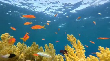 Su altı manzarası, mercan resifi. Kızıldeniz 'deki mavi suyun arka planına karşı birçok farklı türde tropikal balık var.