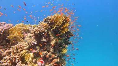 Su altı manzarası, mercan resifi. Kızıldeniz 'deki mavi suyun arka planına karşı birçok farklı türde tropikal balık var.