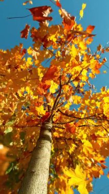 Sonbahar Akçaağaç Yaprakları 'nın Süper Yavaş Hareketi Sallanıyor ve Düşüyor. High Speed Cinema Camera 'da çekildi, 1000 fps. Güzel Sonbahar Huysuz Renkli Arkaplan, dikey .