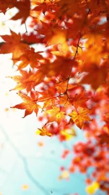 Sonbahar Akçaağaç Yaprakları 'nın Süper Yavaş Hareketi Sallanıyor ve Düşüyor. High Speed Cinema Camera 'da çekildi, 1000 fps. Güzel Sonbahar Huysuz Renkli Arkaplan, dikey .