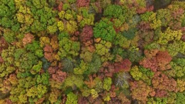 Sonbahar Ormanı, gökyüzü manzarası, renkli ağaçların üzerinde uçar.