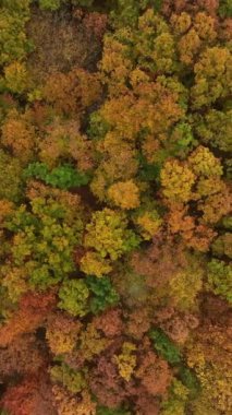 Sonbahar Ormanı, hava manzarası, renkli ağaçların üzerinden uçmak, dikey yönelim