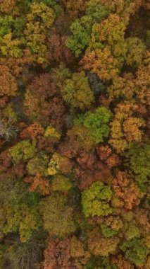 Sonbahar Ormanı, hava manzarası, renkli ağaçların üzerinden uçmak, dikey yönelim