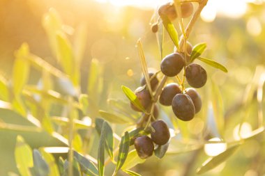 Zeytin bahçesinde olgun yeşil zeytinli zeytin ağacı. Güneş ışınlarıyla aydınlatılan yeşil zeytin ağacı