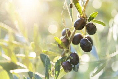 Zeytin bahçesinde olgun yeşil zeytinli zeytin ağacı. Güneş ışınlarıyla aydınlatılan yeşil zeytin ağacı