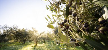 Zeytin bahçesinde olgun yeşil zeytinli zeytin ağacı. Güneş ışınlarıyla aydınlatılan yeşil zeytin ağacı