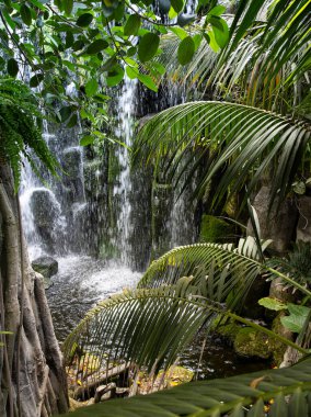 Şelaleli Orman manzarası, Tropikal Arkaplan