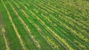 Tuscany, İtalya 'da günbatımında güzel bir üzüm bağları manzarası. Üzüm bağı, harika manzara.