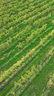 Tuscany, İtalya 'da günbatımında güzel bir üzüm bağları manzarası. Üzüm bağı harika manzara, dikey