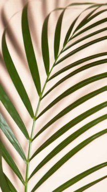 Tropik renklerde palmiye yapraklarının süper yavaş çekim sahnesi. 1000 fps hızla yüksek hızlı sinematik kamera ile çekildi..