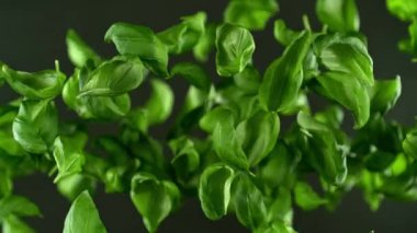 Havada uçan taze fesleğen yaprakları, hasattan sonra kamera hareketiyle çok yavaş hareket ediyor. Yüksek hızlı sinema kamerası, 1000 fps..