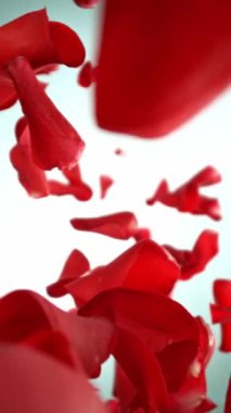 Uçan kırmızı gül yapraklarının beyaz arka planda izole edilmiş 1000 fp 'lik kameraya doğru süper yavaş çekim..