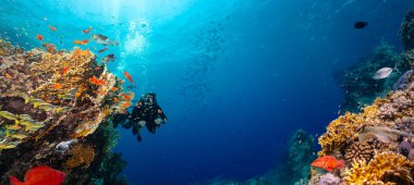 Derin Denizde Güneş Işıklarıyla Yüzen Dalgıç ve Renkli Balıklarla Güzel Mercan Resifi