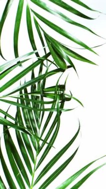 Beyaz arka planda avuç içi yapraklarının süper yavaş çekimi. 1000 fps hızla yüksek hızlı sinematik kamera ile çekildi. .