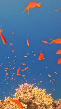 Su altı manzarası, mercan resifi. Kızıldeniz 'deki mavi suyun arka planına karşı birçok farklı türde tropikal balık var.