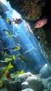 Su altı manzarası, mercan resifi. Kızıldeniz 'deki mavi suyun arka planına karşı birçok farklı türde tropikal balık var.