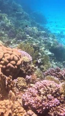 Su altı manzarası, mercan resifi. Kızıldeniz 'deki mavi suyun arka planına karşı birçok farklı türde tropikal balık var.