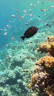 Su altı manzarası, mercan resifi. Kızıldeniz 'deki mavi suyun arka planına karşı birçok farklı türde tropikal balık var.
