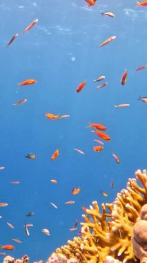 Su altı manzarası, mercan resifi. Kızıldeniz 'deki mavi suyun arka planına karşı birçok farklı türde tropikal balık var.