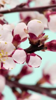 Mavi arka planda çiçek açan kiraz çiçeklerinin 4K Zaman Süreleri. Kiraz ağacında Sakura çiçeklerini açmanın bahar zamanı..