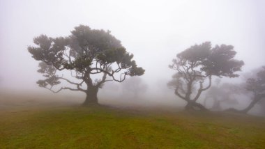 Fanal ormanı, Madeira adasındaki eski mistik ağaçlar, Portekiz, Unesco