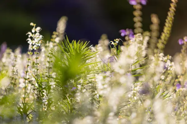 Güzel bir bahar arkaplanı vahşi çayır otları ve gün batımının ışınlarında adaçayı çiçekleri