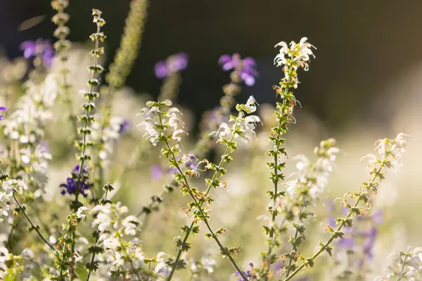 Güzel bir bahar arkaplanı vahşi çayır otları ve gün batımının ışınlarında adaçayı çiçekleri