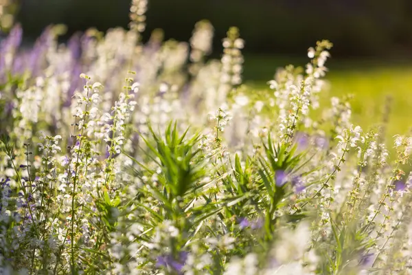 Güzel bir bahar arkaplanı vahşi çayır otları ve gün batımının ışınlarında adaçayı çiçekleri