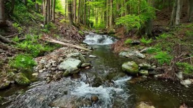 Güneşli İlkbahar Ormanı 'nda Güzel Gün Doğumu Akıntı ve Kayalıklarla