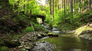 Sunny Spring Ormanında Otantik Seslerle Güzel Gündoğumu
