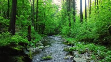 Sunny Spring Ormanında Otantik Seslerle Güzel Gündoğumu
