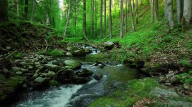 Sunny Spring Ormanında Otantik Seslerle Güzel Gündoğumu