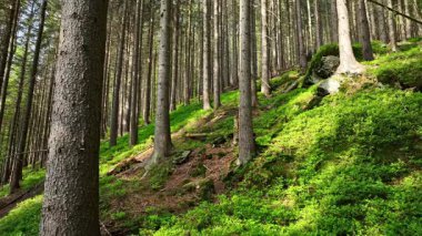 Otantik Sesle Güzel Bahar Ormanı 'ndan Uç