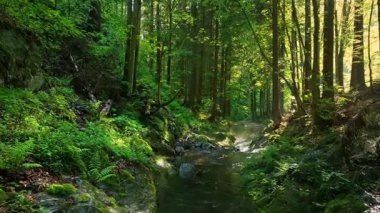 Sunny Spring Ormanında Otantik Seslerle Güzel Gündoğumu