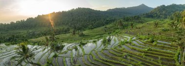 Bali, Endonezya 'daki Tegallalang Rice tarlalarının insansız hava aracı görüntüsü