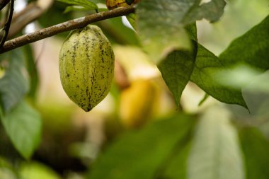 Endonezya, Bali 'de tropikal bir ormanda kakao meyvesi yetişiyor.