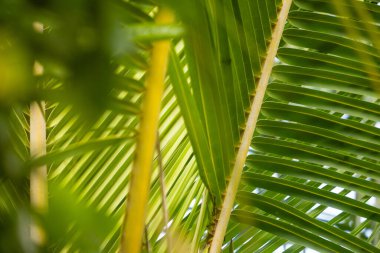 Yeşil tropikal palmiye yapraklı doğa arka planı. Yaz soyut arkaplanı