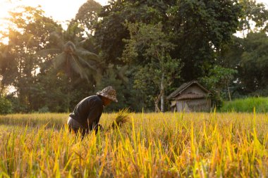 Pirinç tarlasında pirinç hasat eden çiftçi, Bali, Endonezya