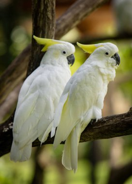 Sarı Tepeli Papağanların Güzel Portresi, Yakın plan Papağanlar