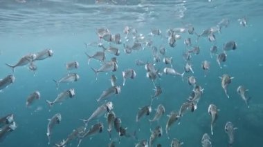 Sualtı manzarası, farklı türlerden birçok tropikal balık Kızıl Deniz 'deki mavi suyun arka planına karşı.