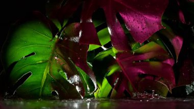 Su damlalı taze yeşil canavar yaprakları, rahatlama konsepti, sinema yavaş çekim kamerası ile 1000 fp.