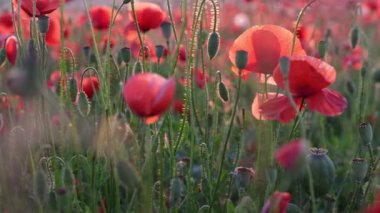 Haşhaş tarlasında yürü. Kamera kırmızı ve beyaz gelincikler arasında hareket eder.