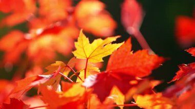 Süper Yavaş Sonbahar Sarı Akçaağaç Yaprakları Sallanıyor ve Düşüyor. High Speed Cinema Camera 'da çekildi, 1000 fps. Güzel Sonbahar Huysuz Renkli Arkaplan .