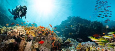 Derin Denizde Güneş Işıklarıyla Yüzen Dalgıç ve Renkli Balıklarla Güzel Mercan Resifi