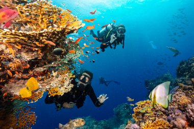Derin Denizde Güneş Işıklarıyla Yüzen Dalgıç ve Renkli Balıklarla Güzel Mercan Resifi