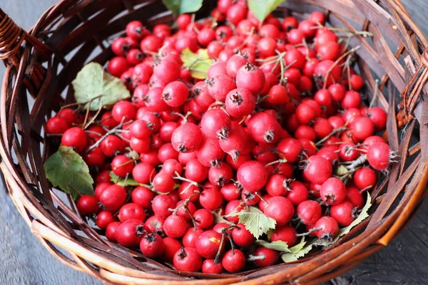 Ripe Hawthorn Berries Hawthorn Branches Basket Useful Medicinal Plants — Stock Photo, Image