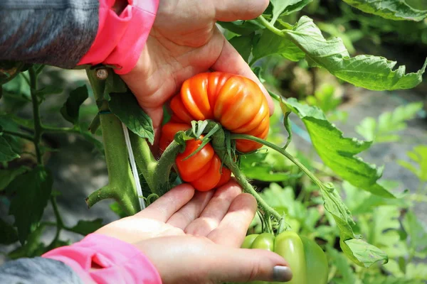Grande Tomate Vermelho Nas Mãos Agricultor — Fotografia de Stock