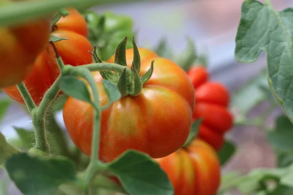 Όμορφες Κόκκινες Ντομάτες Στο Κλαδί Στο Πράσινο Σπίτι Βιολογικές Ντομάτες — Φωτογραφία Αρχείου